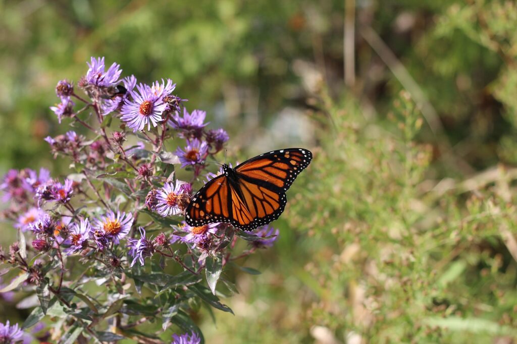 monarch, butterfly, flower-1983317.jpg