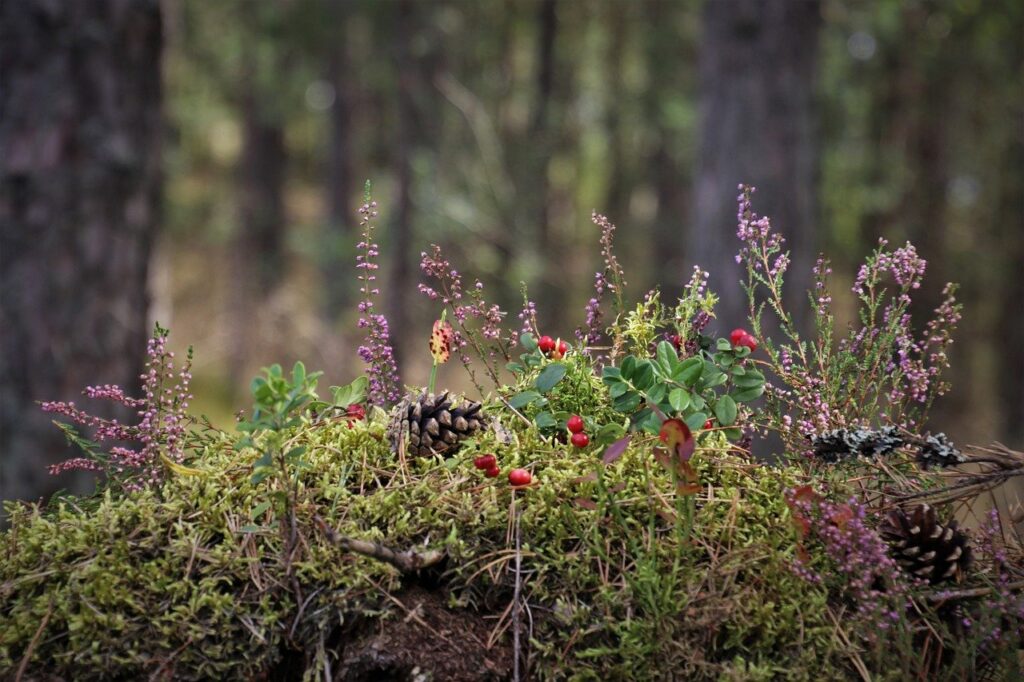 moss, plants, forest-5592802.jpg