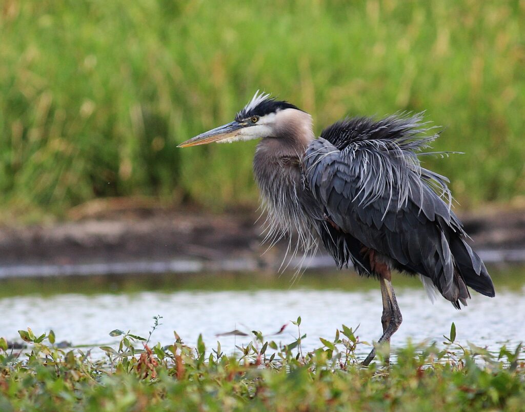 nature, blue heron, pond-866805.jpg