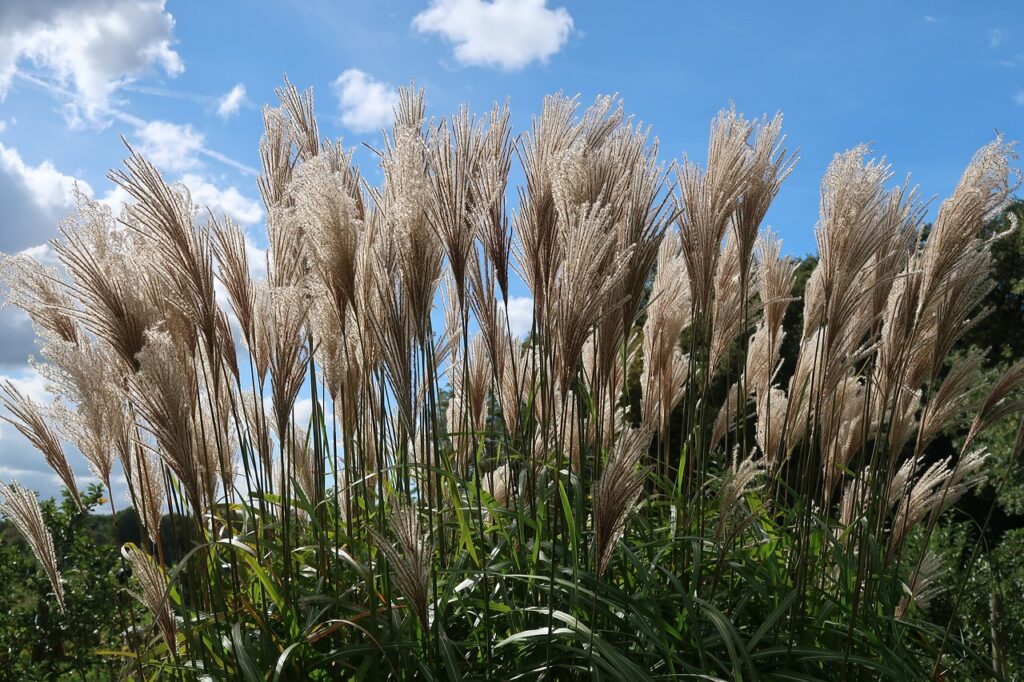 reed, grass, grassenfamilie-3742005.jpg