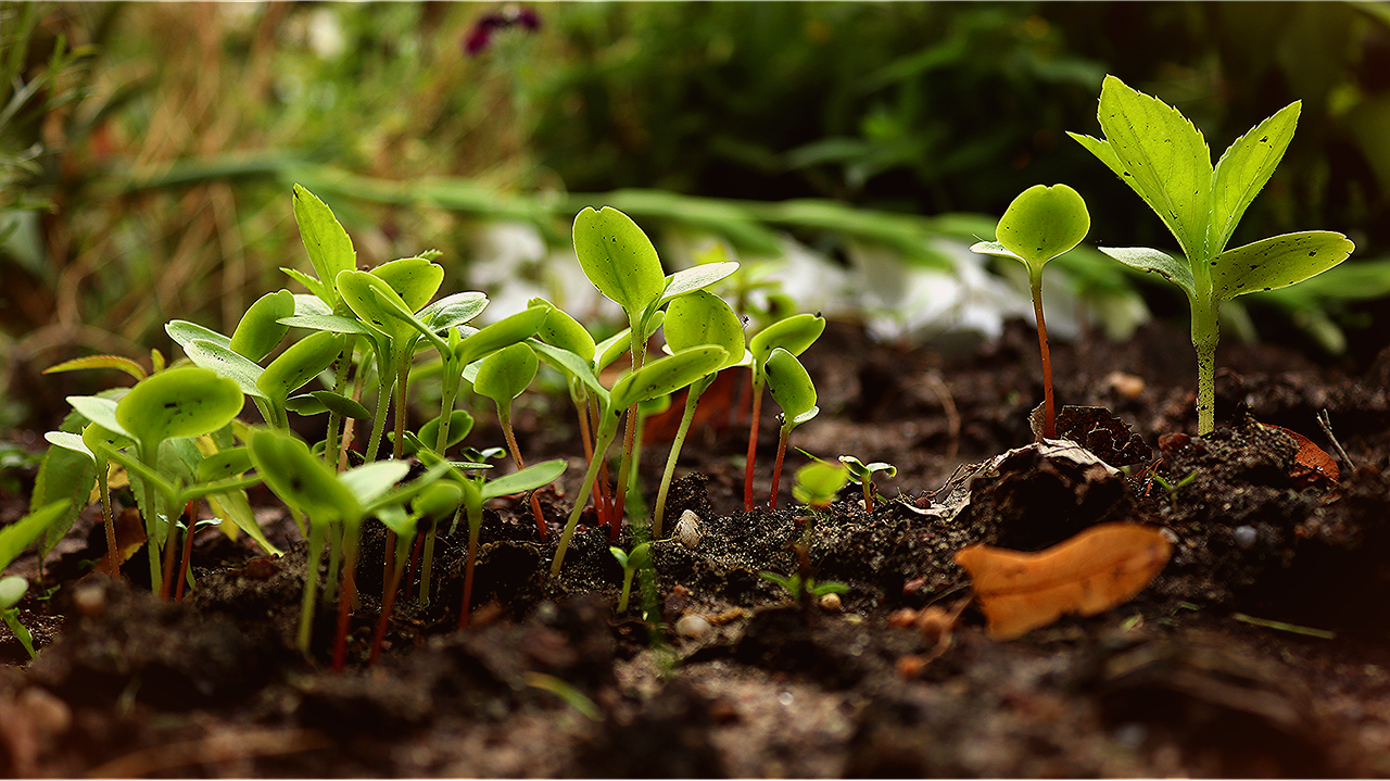 suckers, tender shoots of plants, green plants-4504323.jpg